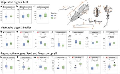 Corrigendum: Divergence with gene flow and contrasting population size blur the species boundary in Cycas Sect. Asiorientales, as inferred from morphology and RAD-seq data